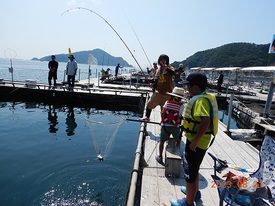 大分県佐伯市蒲江 かまえ海上釣り堀 釣っちゃ王 最新の釣果