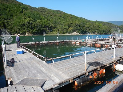 大分県佐伯市蒲江 かまえ海上釣り堀 釣っちゃ王 最新の釣果