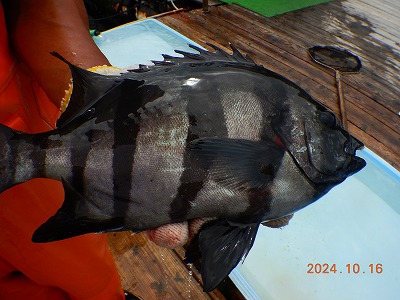 大分県佐伯市蒲江 かまえ海上釣り堀 釣っちゃ王 最新の釣果