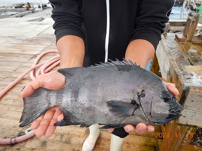 大分県佐伯市蒲江 かまえ海上釣り堀 釣っちゃ王 最新の釣果