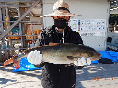 大分県佐伯市蒲江 かまえ海上釣り堀 釣っちゃ王 最新の釣果