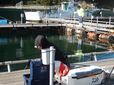 大分県佐伯市蒲江 かまえ海上釣り堀 釣っちゃ王 最新の釣果