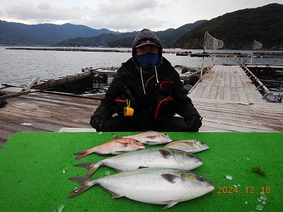 大分県佐伯市蒲江 かまえ海上釣り堀 釣っちゃ王 最新の釣果